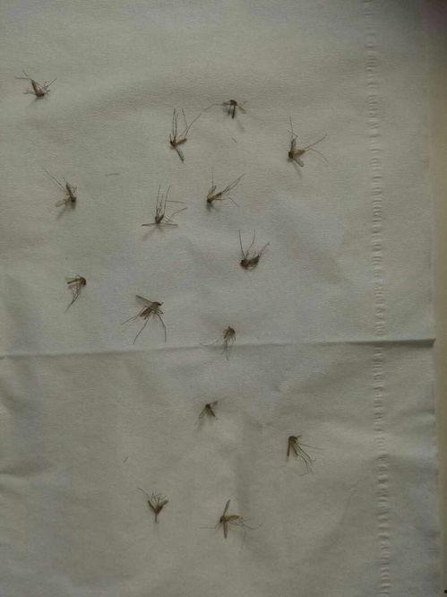 爆料大蚊子的视频播放大全,惊悚瞬间尽收眼底 第3张 爆料大蚊子的视频播放大全,惊悚瞬间尽收眼底 第3张